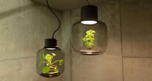 Ламби што помагаат на растенијата да растат и во соба без прозорци