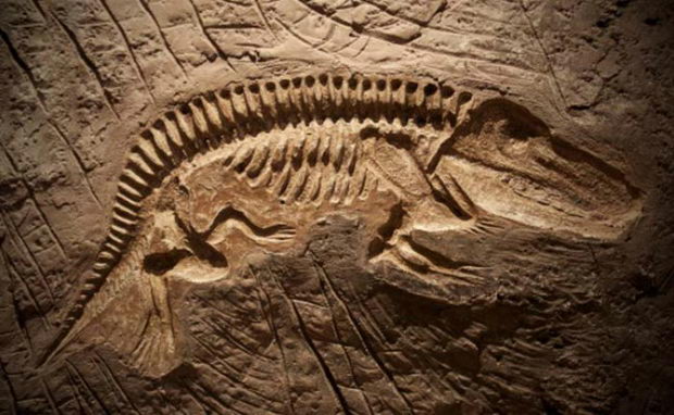 patagonija fosili