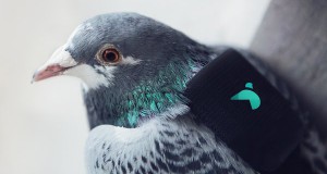 Гулаби за следење на загадениот воздух