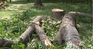 „НИ СНЕМУВА ДРВЈА!“ – Попис на дрвја во Карпош 4 и делови од Дебар Маало и анализа на состојба