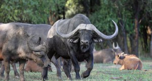Хоризон – најскапиот бивол во светот