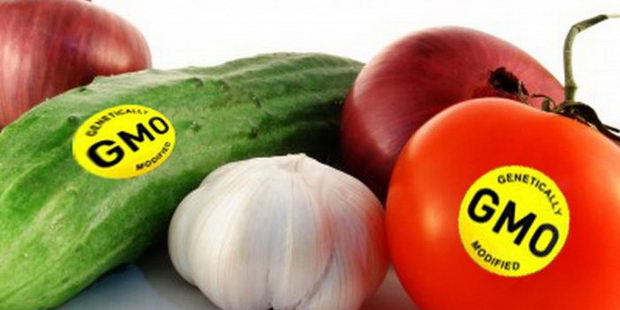 GMO hrana