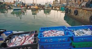 93% од рибниот фонд на Медитеранот е загрозен