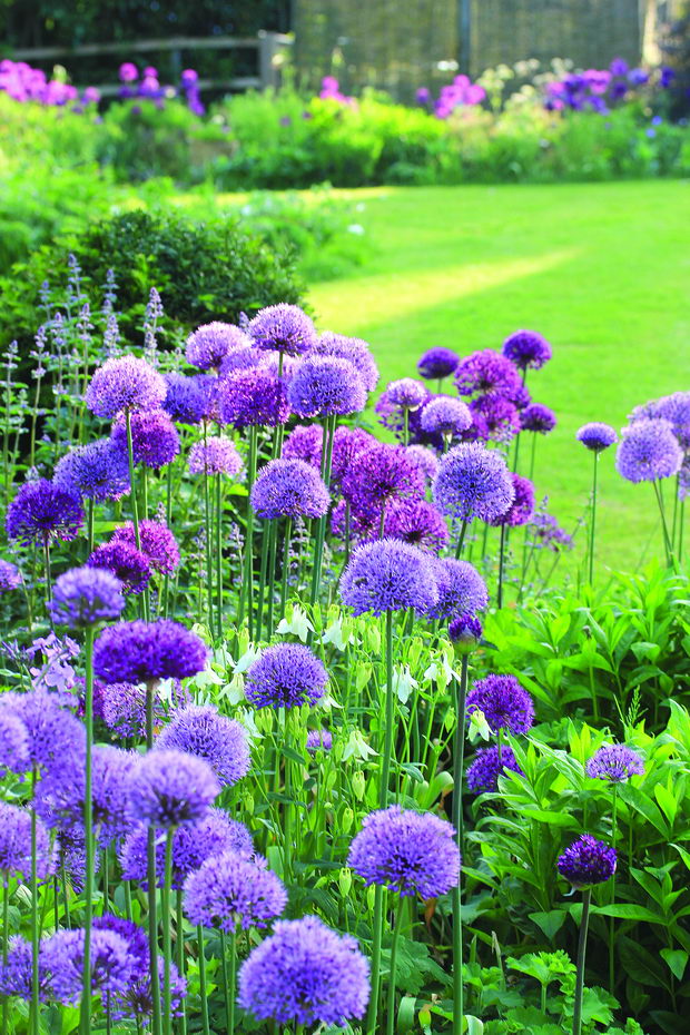 hortikultura_5
