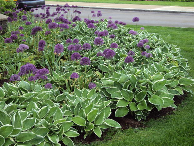 hortikultura_8