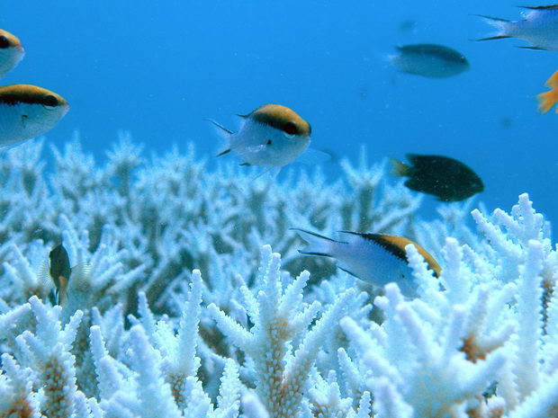 GREAT BARRIER REEF CLIMATE CHANGE REPORT