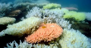 Поради глобалното затоплување Големиот корален гребен во Австралија станува бел