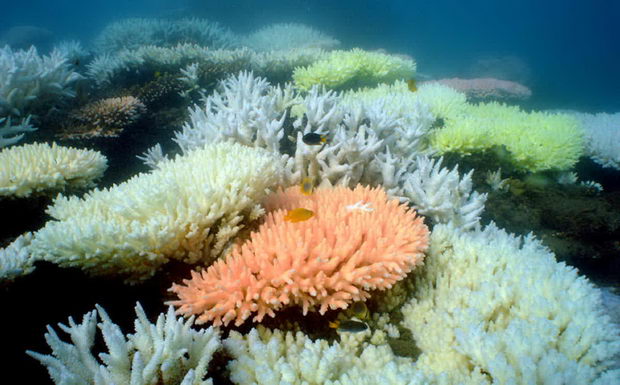 CORAL COVER STUDY GREAT BARRIER REEF