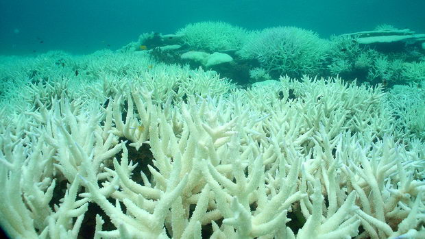 coralbleaching