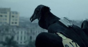 Перу: Мршојадци во „лов“ на диви депонии