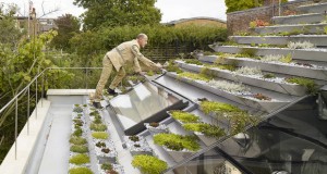 Градина со 800 билки на покривот на еден дом во Лондон