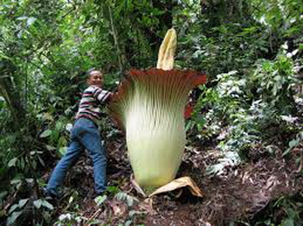 amorphophallus-titanum