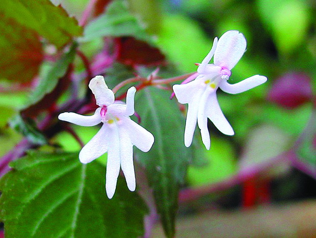 impatiens_bequaertii_0131