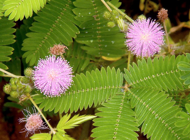 mimosa-pudica-1