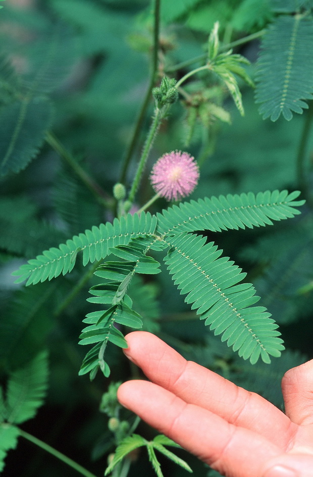 mimosa-pudica