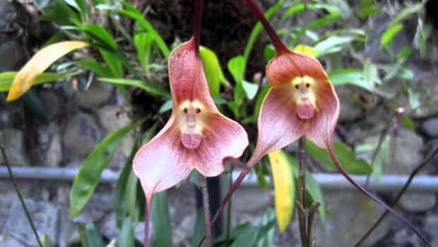dracula_simia_flower