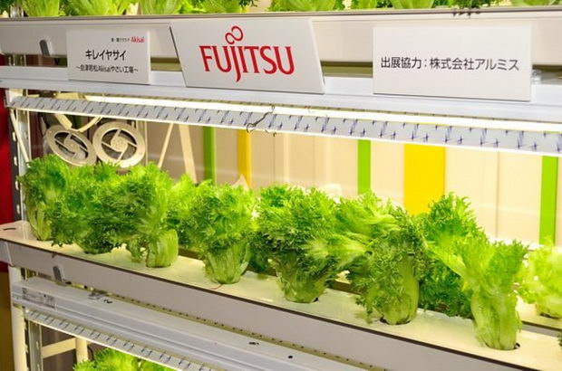 fujitsu-organska-salata