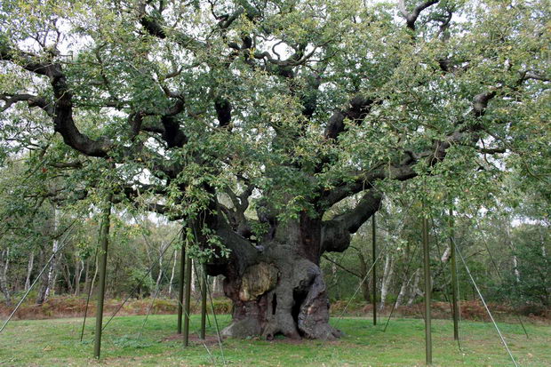 servudska-suma-major-oak