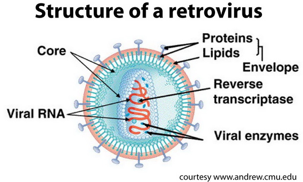 retrovirus