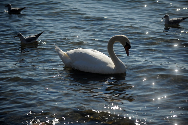 OHRID (9)