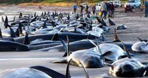 Нов Зеланд во трка со времето за спас на стотици китови