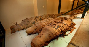 Во Египет откриена мумија на огромен крокодил