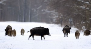 Радиоактивни диви свињи пронајдени во чешките шуми 31 година по катастрофата во Чернобил