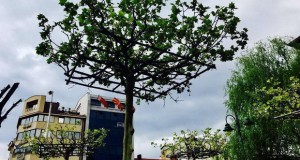 Зелена и цветна оаза на булеварот „Св. Климент Охридски“