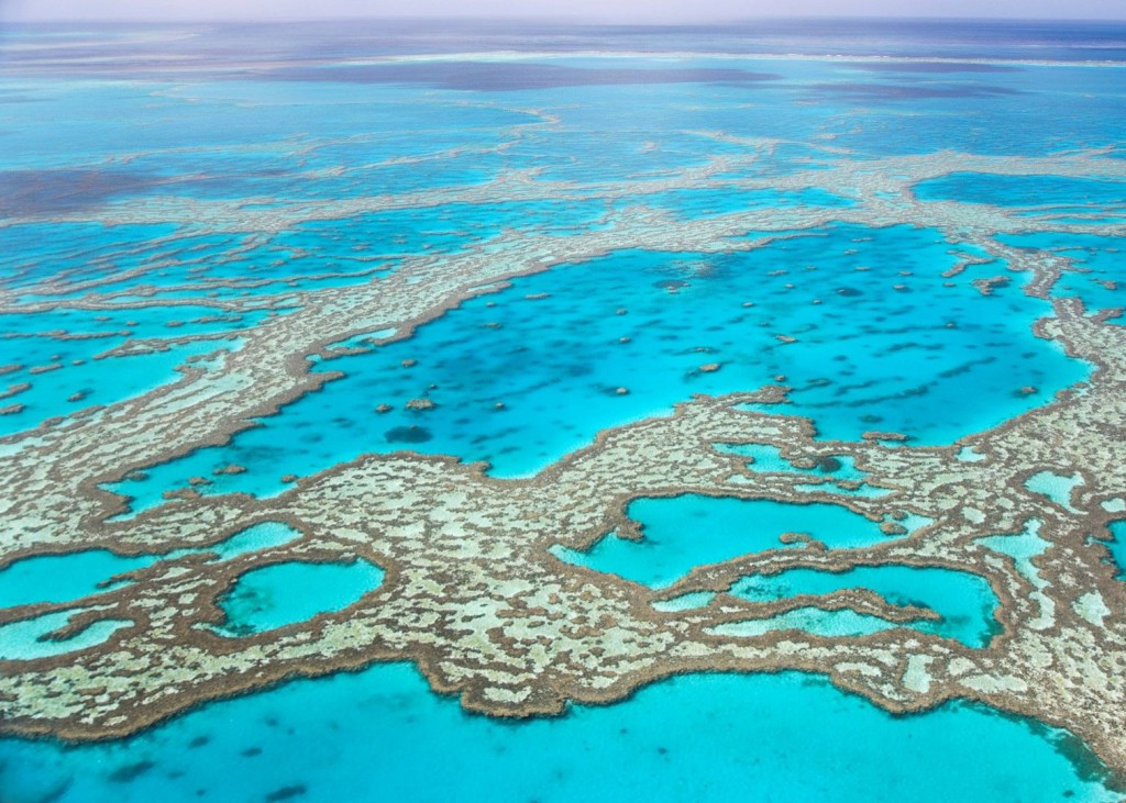 golem koral vo avstralija