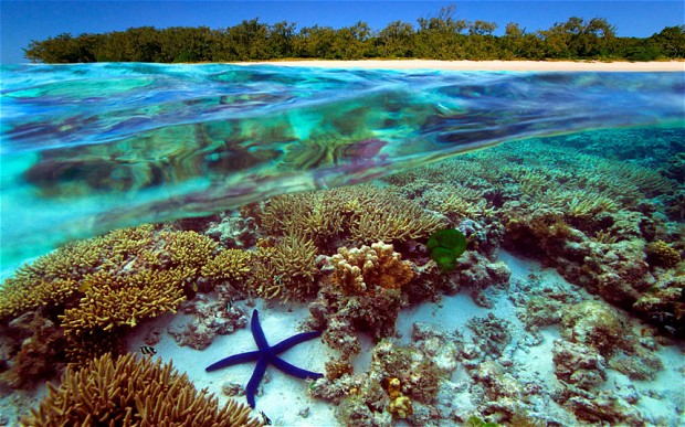 golemiot koral