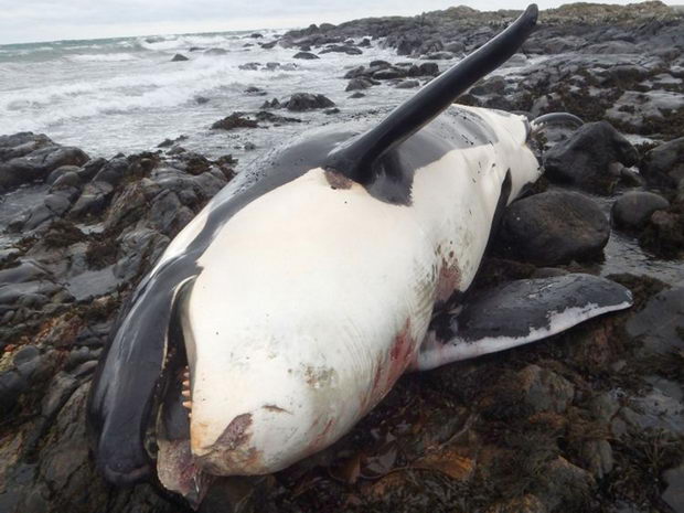 Kit Orca