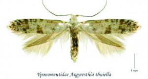 Штетници кај декоративни растенија