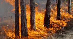 Пожарите не стивнуваат во Македонија