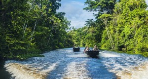 Во Амазон откриени 381 нов животински и растителен вид