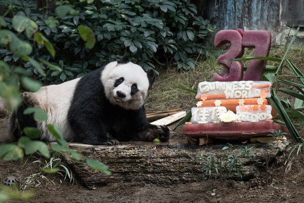panda