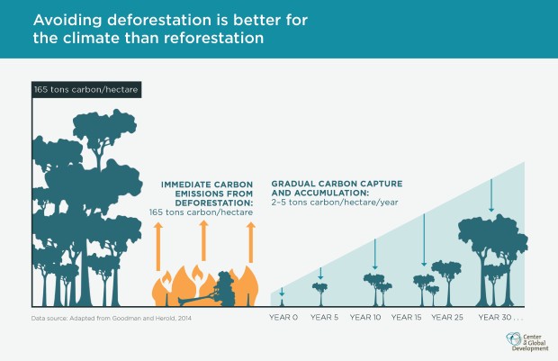 deforestation 1