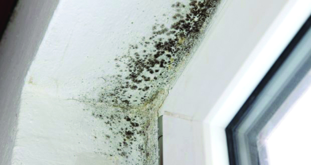Spray-This-Oil-and-You-Will-Never-See-Mold-Again-1-620x330