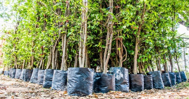 China reforest 1