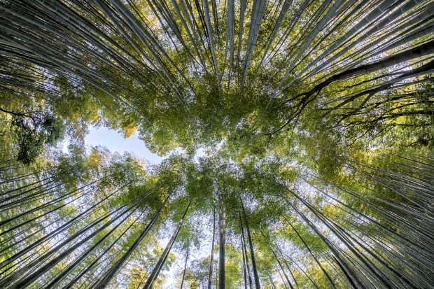 China reforest 2