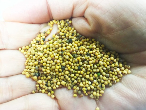 Qantas-Mustard-Seeds-889x667