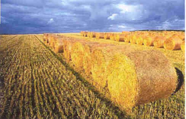 Serbia biomass 6