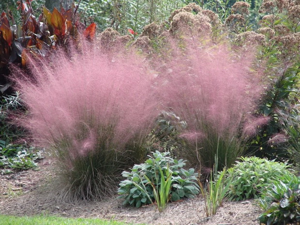 Ornamental Grass Seed For Sale | Lorenz's Ok Seeds, Llc fo