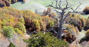 Најстарото дрво во Европа има 1230 години