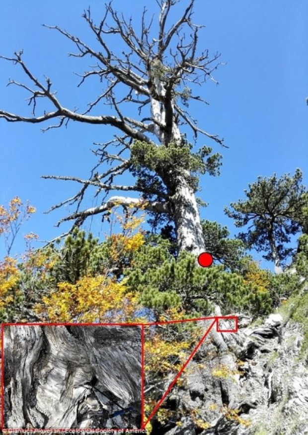 oldest tree 2