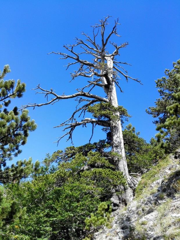 oldest tree