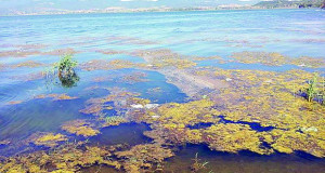 Дојранското Езеро „се дави“ и со вода и без неа