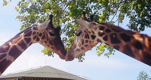Во Зоолошка градина Скопје се реконструира живеалиштето на жирафите