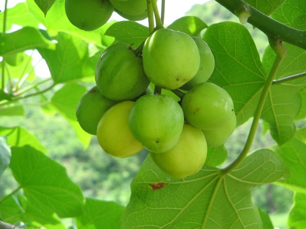 biofuel1