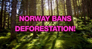 Норвешка – прва држава која го забранува сечењето на шумите
