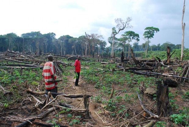 deforestation1